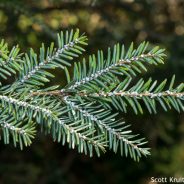 A Call for Citizen Scientists!