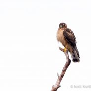 Juvenile Northern Harrier