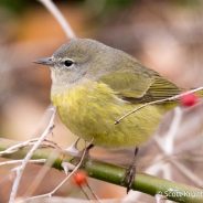 Christmas Bird Counts