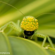 Pitbull Katydid