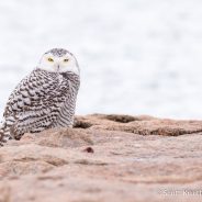 Snowy Owl Season