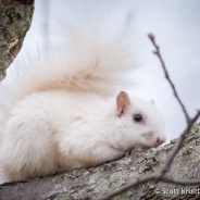 White Squirrel