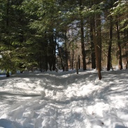 Protecting Our Trails by Protecting Our Trees