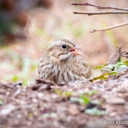Ipswich Savannah Sparrow