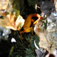 Not All Salamanders Are Newts…