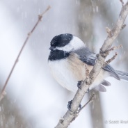 Black-capped Chickadee