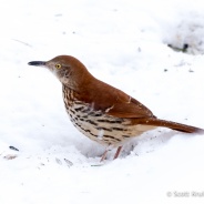 Brown Thrasher Visit