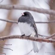 Dark-eyed Junco