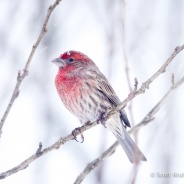 Male House Finch