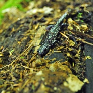 Slimy Salamander (Plethodon glutinosus)