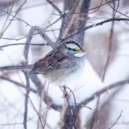 White-throated Sparrow