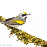 Golden-winged Warbler