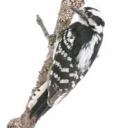 Downy Woodpecker