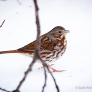 Fox Sparrow