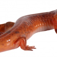 Spring Salamander