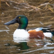 Drake Northern Shoveler