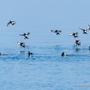 Scaup Surge