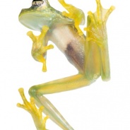 Glass Frogs