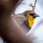 Yellow-headed Blackbird