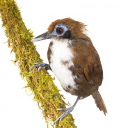 Bicolored Antbird