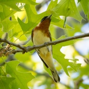 Bay-breasted Warblers