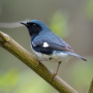 Black-throated Blue Warbler