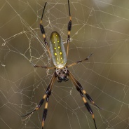 Spider Silk – the Next Sustainable Resource?