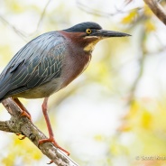 Green Heron