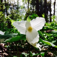 Spring Blooms in Wild America