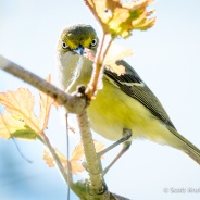 White-eyed Vireo