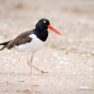 American Oystercatcher