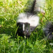 Baby Skunk