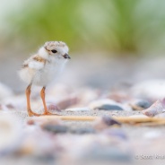 Volunteers Needed for Shorebird Monitoring 2018