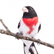 Rose-breasted Grosbeak