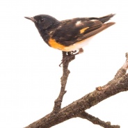 American Redstart Changing into Fall Plumage