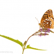 The Great Spangled Fritillary!