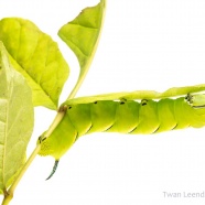Laurel Sphinx Moth Caterpillar