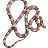 Eastern Milk Snake