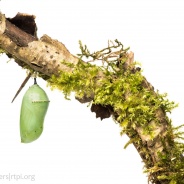 Monarch chrysalis