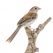 Field Sparrow