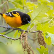 Baltimore Oriole