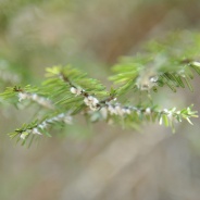 Hemlock Woolly Adelgid Citizen Scientist Training November 1st