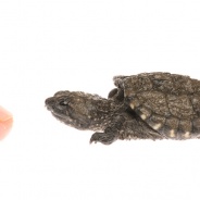 Baby Snapping Turtle