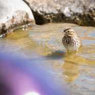 Swimming Sparrow