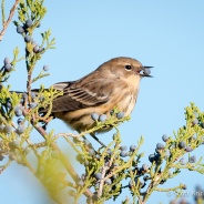 Yellow-rumped Warblers Feeding