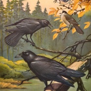 Corvids in Autumn