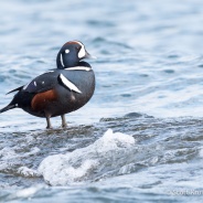 Harlequin Duck at Stratford Point