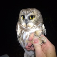 Saw-whet Owl Banding