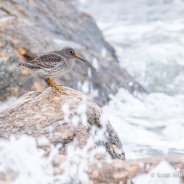 Purple Sandpiper