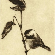 Chickadee and Milkweed